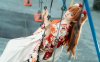 福音战士和服明日香COS：蠢沫沫演绎和风少女的骄傲与明艳